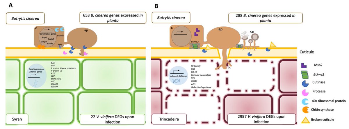 fruitfgb's tweet photo. Virulence-related #metabolism is activated in #Botrytis cinerea in the interaction with tolerant (#Syrah) green grapes that remain largely unaffected at a #molecular and #metabolic level in contrast with susceptible (#Trincadeira) grapes. https://t.co/HRSS50i1Ft

@Hortres @BioISI https://t.co/XIDVvUshD2