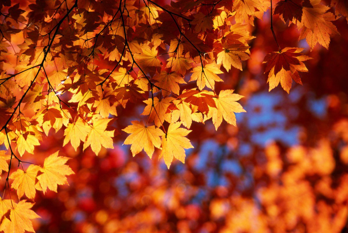 Wishing our Bramble Brae families a lovely October holidays. We will see you all on the 31st of October.