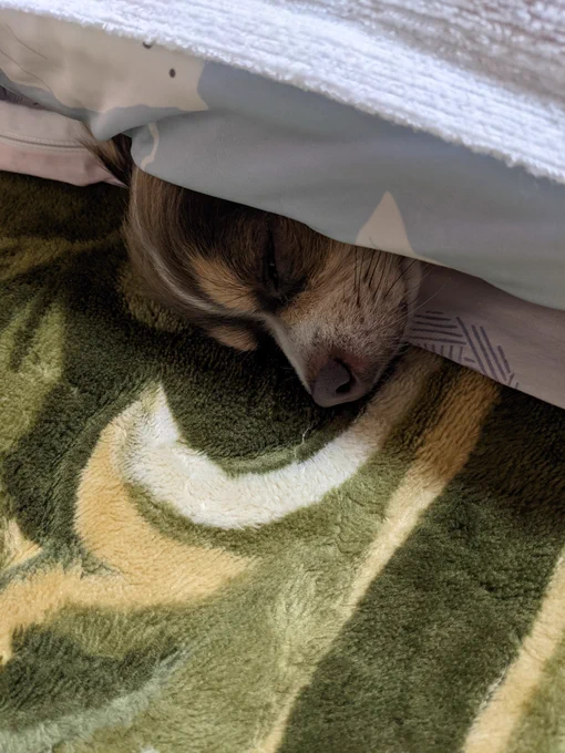 ハムちゃんちの可愛い可愛いコツメカワウソ犬ちゃんのリーくん屋さんが、お布団に入ってたら暑くなって来た様で、にょっこり出て来ましたゾ!? 