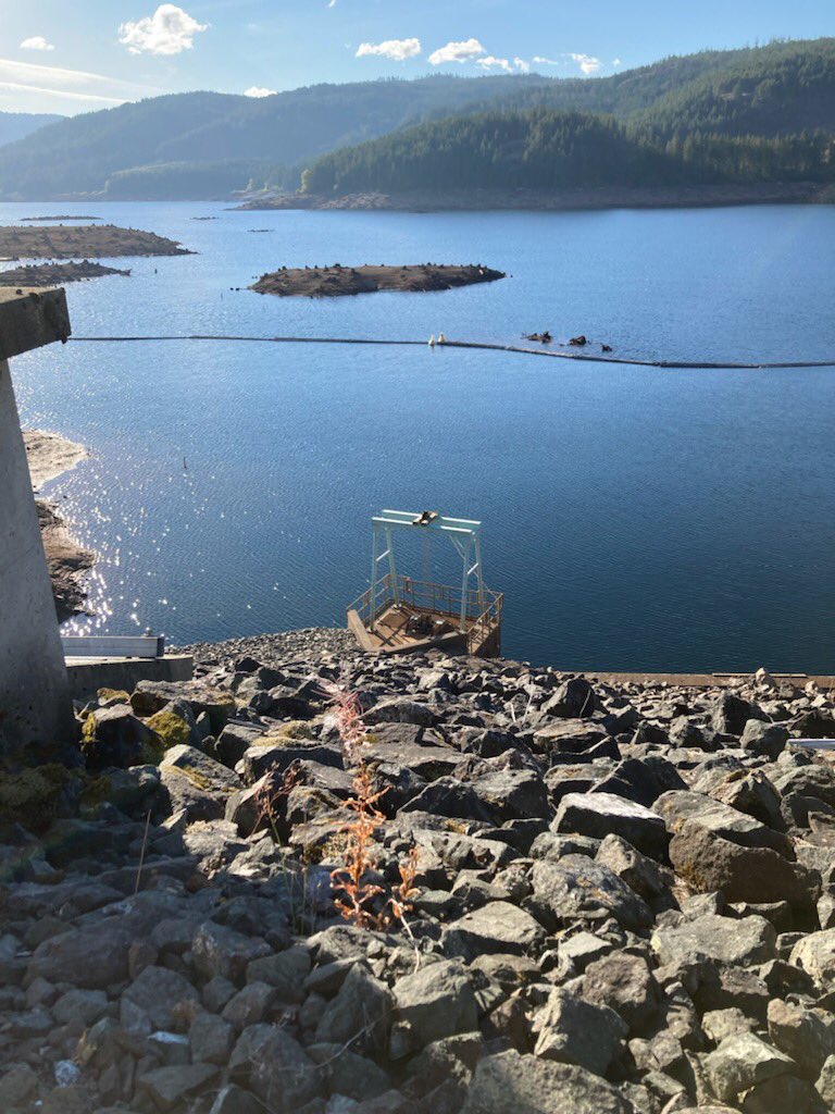 SWatson_BCH's tweet photo. Elsie Lake Reservoir is very low though we can maintain the minimum fish habitat flow (3.5 m3/s) down the Ash River thru Oct. Inflows basically zero. #Alberni 
@ACRDgov @HupacasathFN @tseshaht https://t.co/LyF8NoLsFh