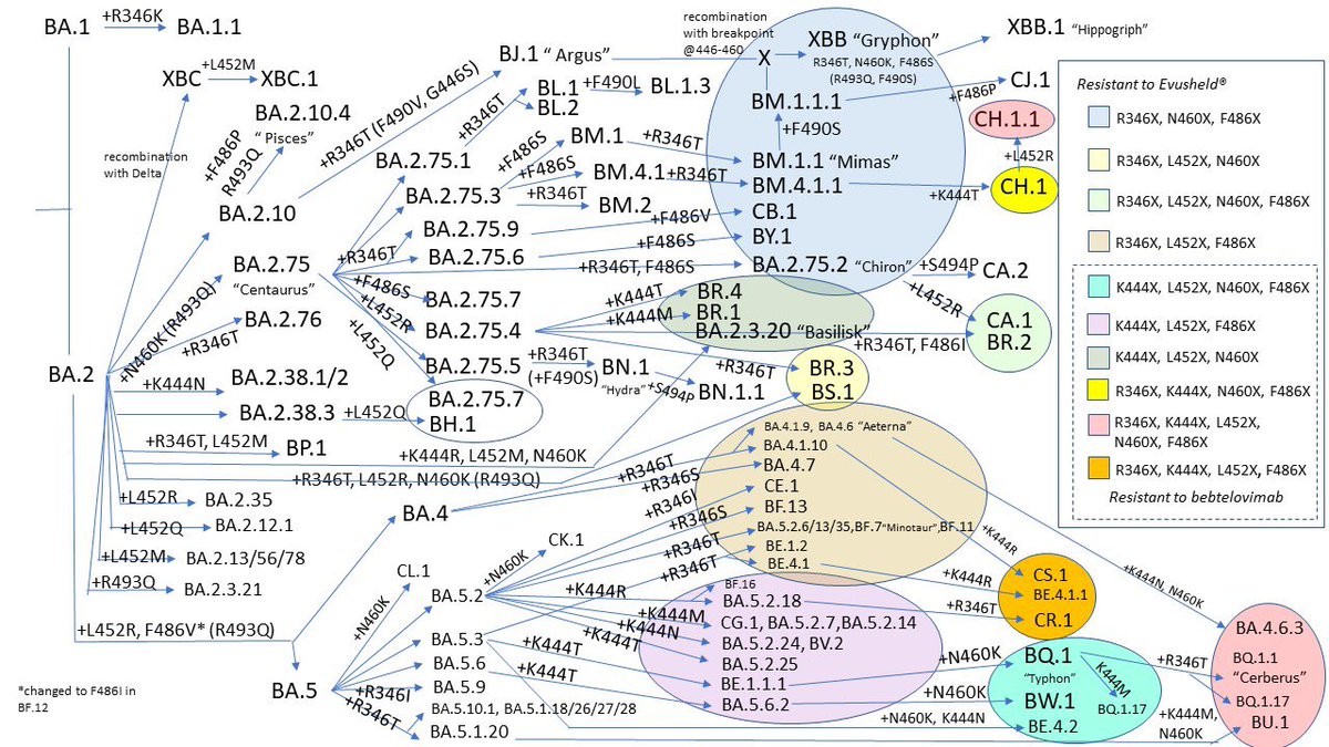 <a href="/gbaudoin/">GBaudoin</a> <a href="/firefoxx66/">Dr Emma Hodcroft</a> <a href="/BaselStadt/">Kanton Basel-Stadt</a> Im Moment BA.5 . Aber kommt drauf an worauf die demnächst dominanten Mutationen aufsetzen. Die Datenlage ist verwirrend 👇
Ich denke wichtig ist vor allem das überhaupt jetzt geimpft wird, um die schweren Symptome zu vermeiden