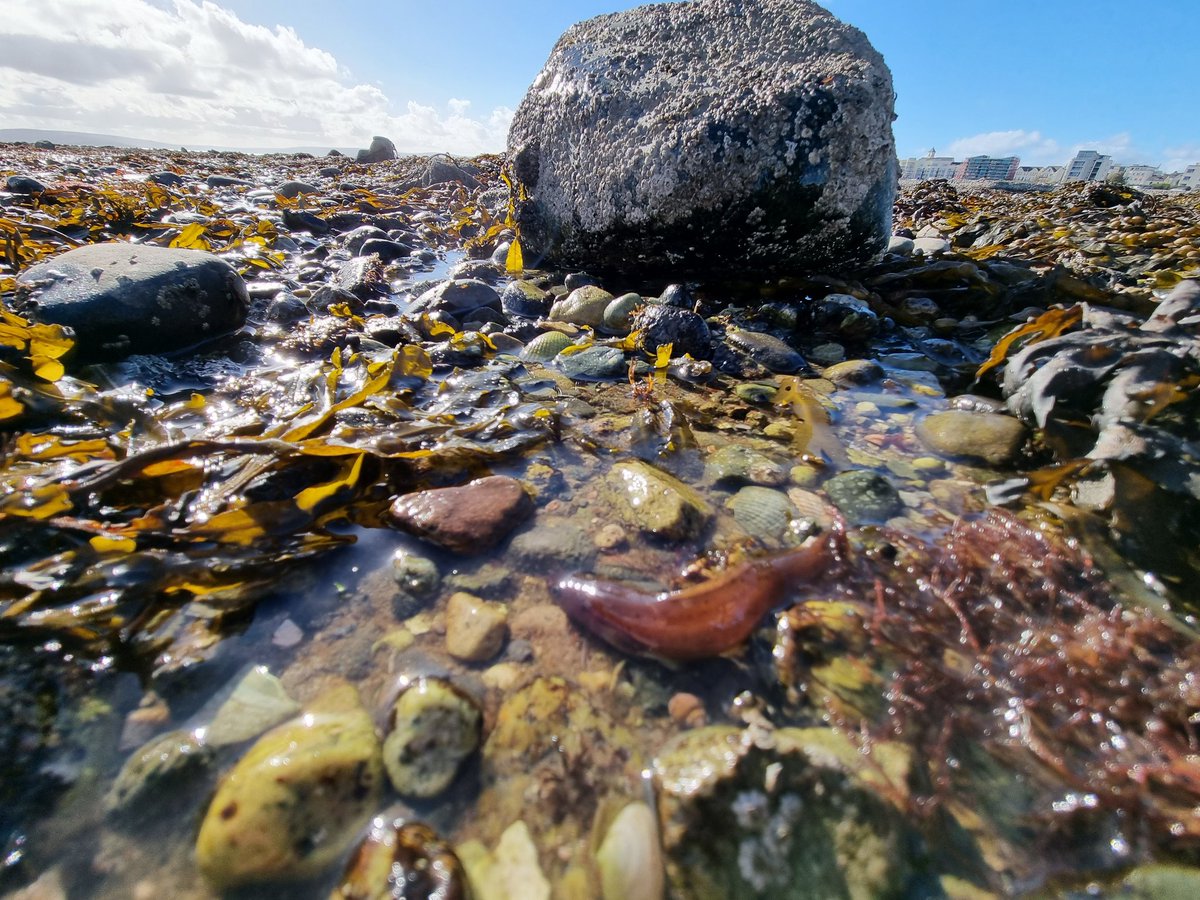 GalwayAquarium's tweet photo. Squeals of joy and laughter with
Baboró International Arts Festival, rockpool adventure @BaboroGalway @rte / @RTEjr
@CURAMdevices #babaro https://t.co/RWtmNv7kcj