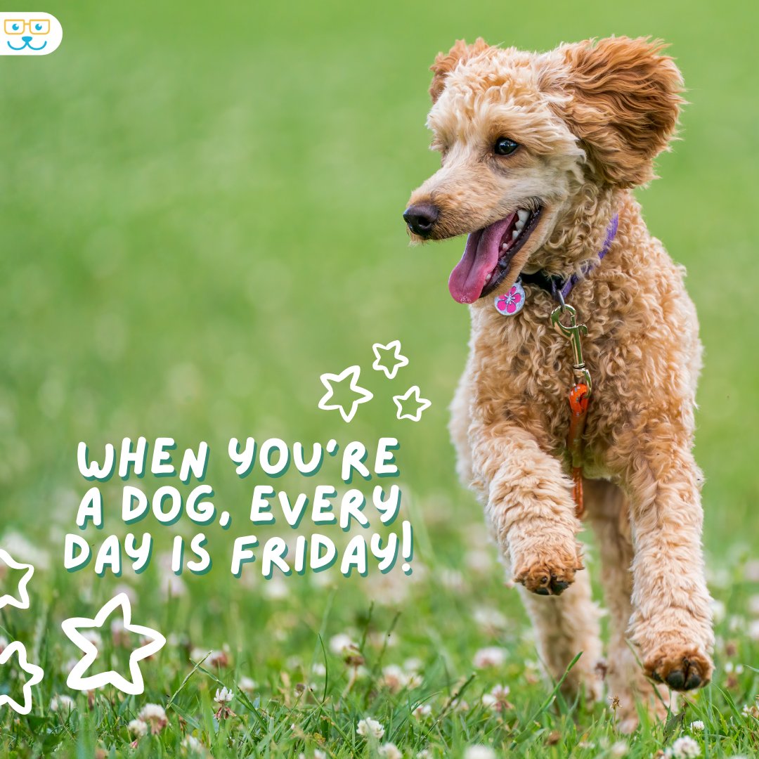 sugar_animal's tweet image. Well, happy Friday to the humans, anyways! #sugarriverahgratham #grathampets #sugarriveranimalhospital #sugarriverah.