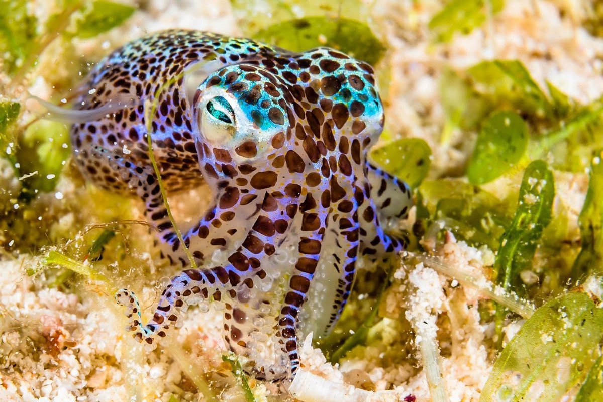 silliesofthesea's tweet photo. Silly of the day! The bobtail squid is very small, between 1-8 centimeters! They are found around the world and currently there are 68 recognized species of them. https://t.co/POr5ZtxuzX
