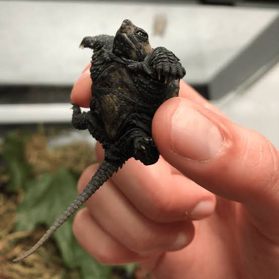 benjenheiro's tweet photo. VCS SABIAM q trouxeram da Austrália uma espécie de tartaruga q se chama alligator turtle???

um cara resolveu ter ela de estimação pq ela eh assim filhote https://t.co/HB9RWFcnEY