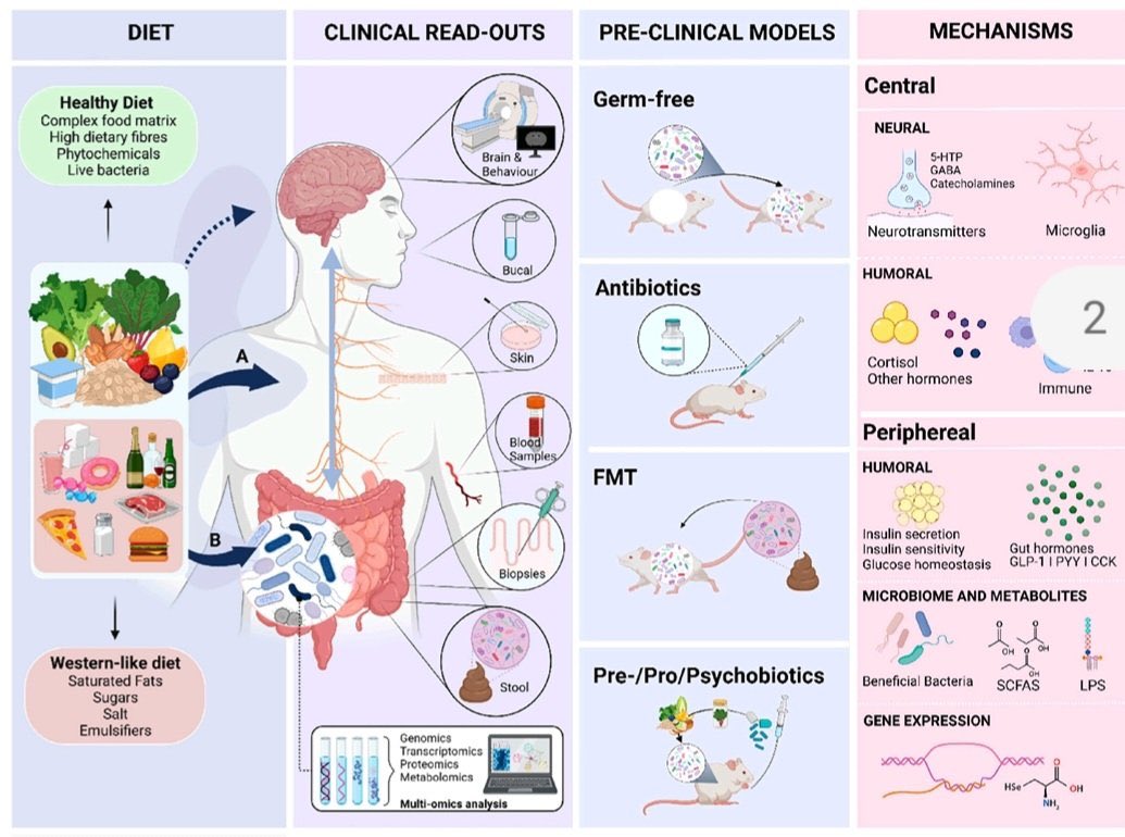 The #microbiome is an important mediator of nutrition’s impact on the gut-brain axis. 

#MedTwitter #diet #nutrition #neuroscience #GITwitter 

tandfonline.com/doi/full/10.10…