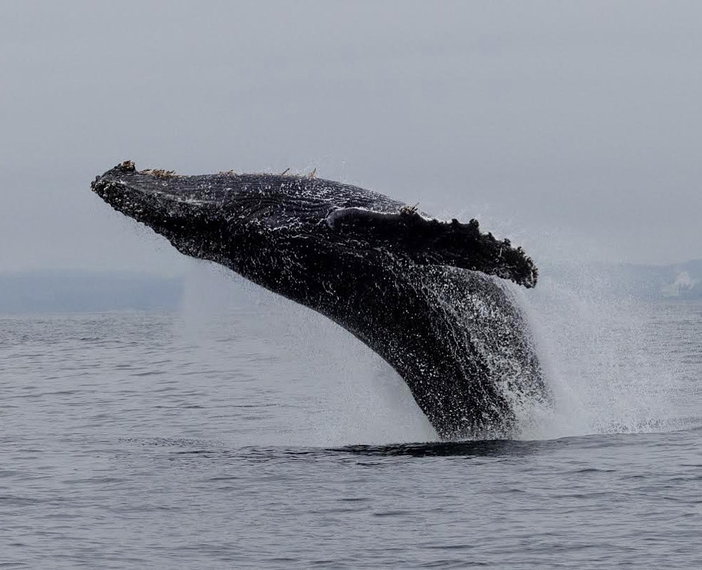 MBayWhaleWatch's tweet photo. Humpback whales breaching will never not be one of our favorite moments to share with passengers. Monterey Bay is full of life right now, join us every day at 9AM and 230PM! Photo by Daniel Bianchetta. #monterey #seemonterey #gowhales #getonaboat #boatlife #whalewatching https://t.co/Z0PGZCGgUE