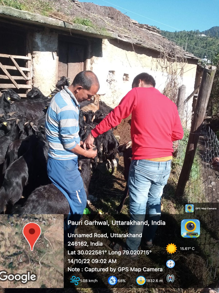 FiuPauri's tweet photo. FIU पौड़ी के ग्राम कफल्ड  में परियोजना के अंतर्गत पैरावेट द्वारा लाभार्थियों के बकरीयों की स्वास्थ्य जांच एवं उपचार किया गया। #Goattreatment  #ncdc #ukcdp @Dept_of_AHD @pashudhanUK  @basava_ias @mdusgcf @aviddn @SANJAYK47559742 https://t.co/ycagj5lBYE