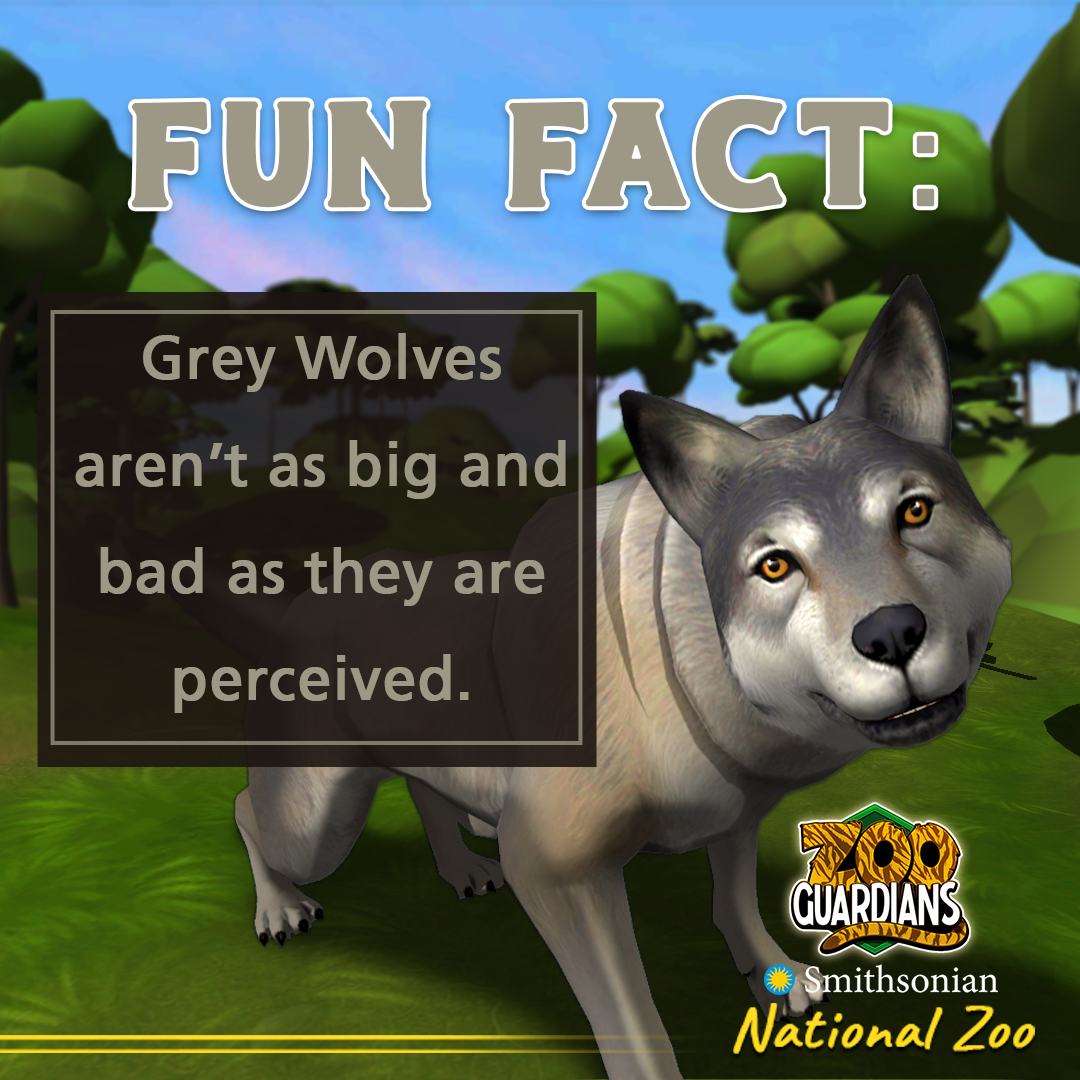 ZooGuardians's tweet photo. 🙅 No big bad wolf here! 🐺 Folklore📖 has long portrayed wolves as animals to be feared. This perception remains to be a serious threat to helping gray wolves in modern times. Help break the misconception and find out more about these canines when you download #ZooGuardians📥! https://t.co/7dkmaXrlKx