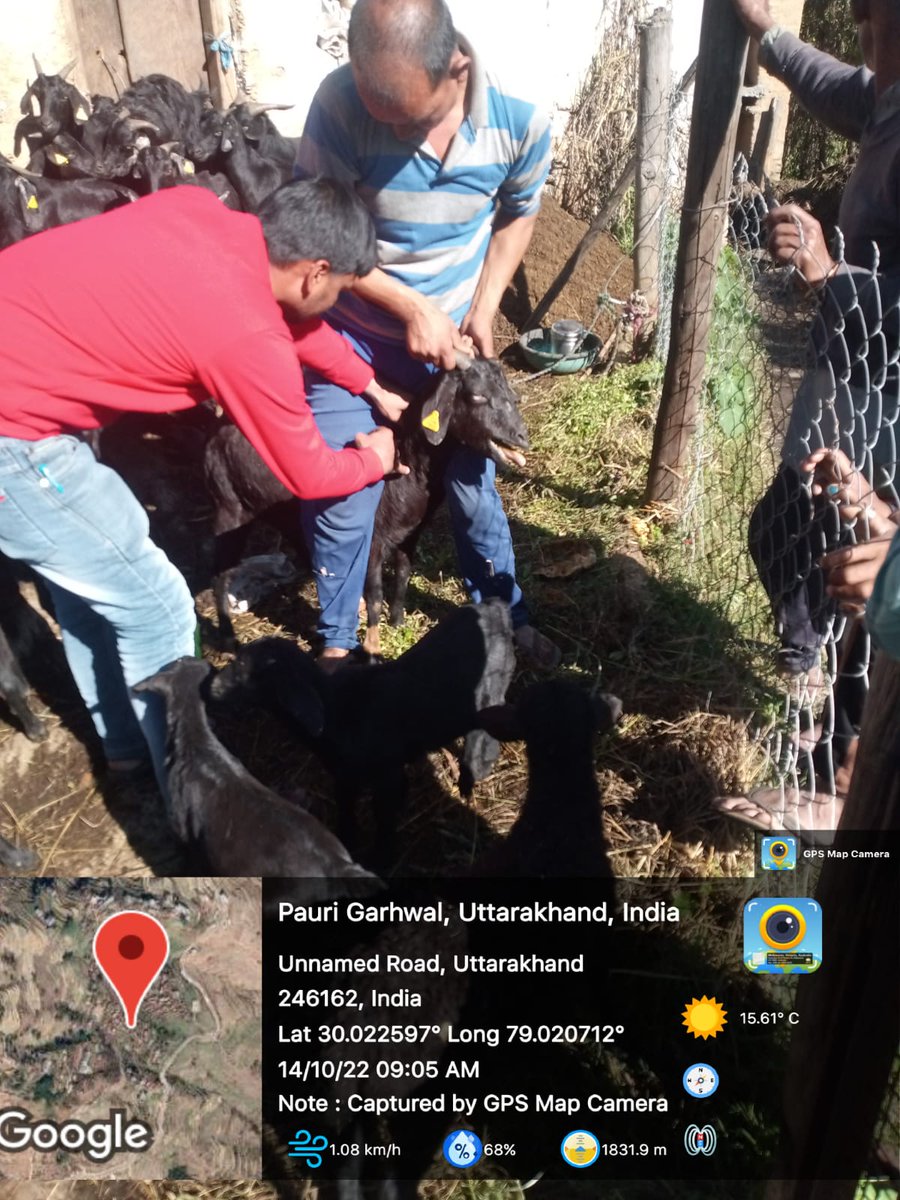 FiuPauri's tweet photo. FIU पौड़ी के ग्राम कफल्ड  में परियोजना के अंतर्गत पैरावेट द्वारा लाभार्थियों के बकरीयों की स्वास्थ्य जांच एवं उपचार किया गया। #Goattreatment  #ncdc #ukcdp @Dept_of_AHD @pashudhanUK  @basava_ias @mdusgcf @aviddn @SANJAYK47559742 https://t.co/ycagj5lBYE