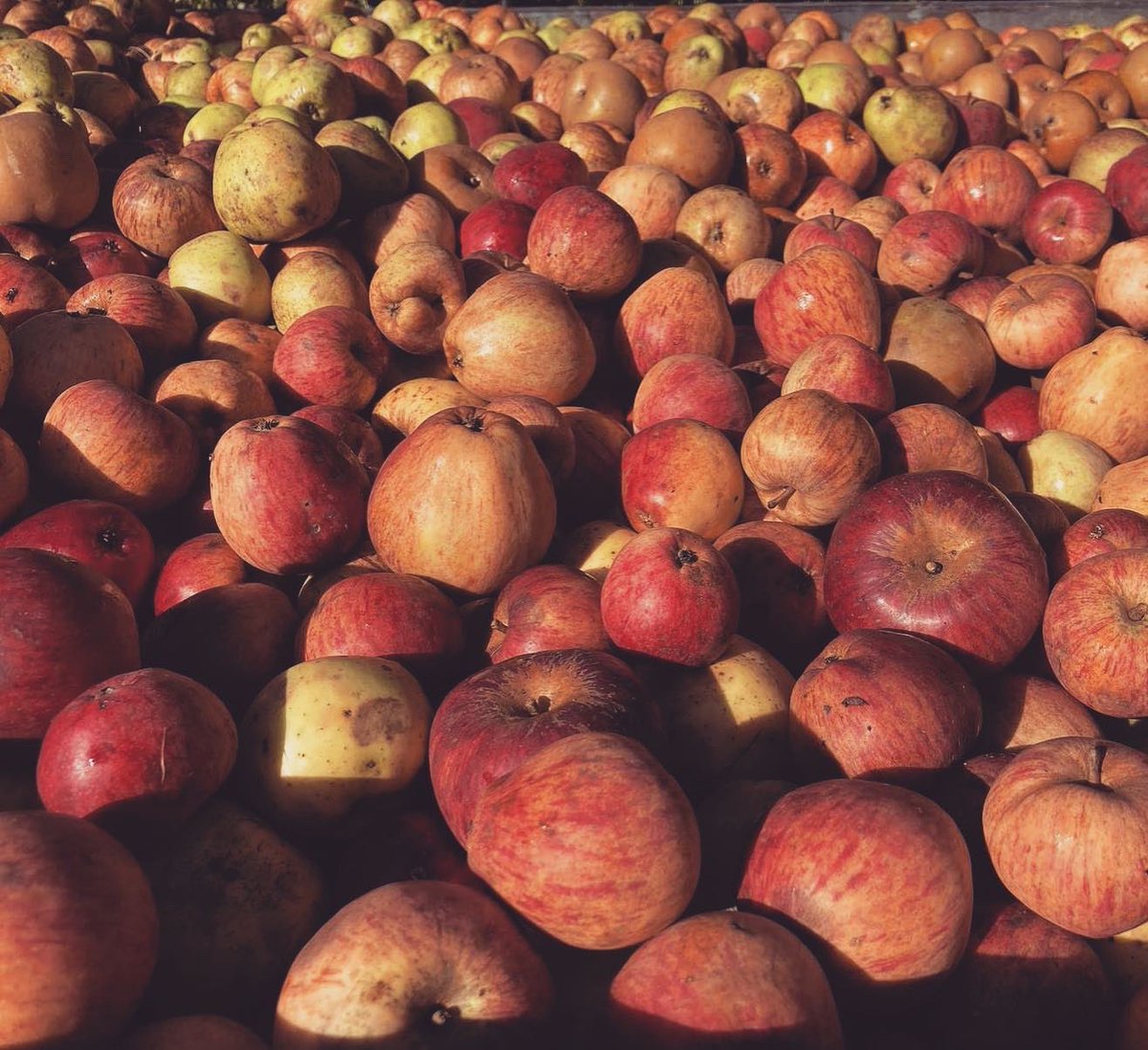 🍎🍏 APPLE LAND IS IN 2 WEEKS!!! 🍏🍎

If you want to be part of this year’s ✨ festivities ✨, click the link for tickets and more information! 💚🌳

eventbrite.co.uk/e/apple-land-2…

#apples #foraging #applepicking #autumn #harvest #community