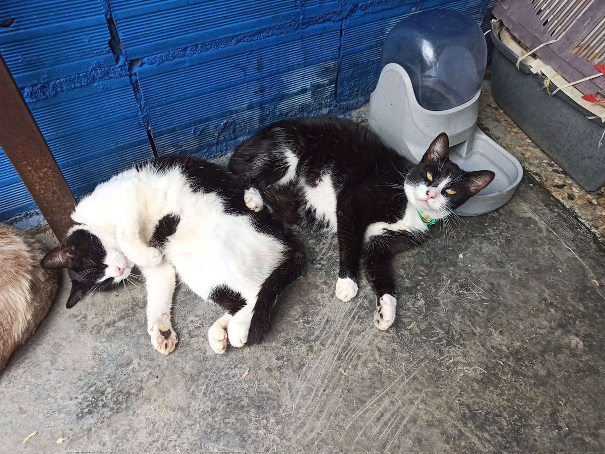 Maullidosyladr1's tweet photo. We need to get 79 people who can donate $5 each to pay the food bill. 
Please this is important. 
I am quite worried about this, nothing is going right now. https://t.co/tQNMeckjQl