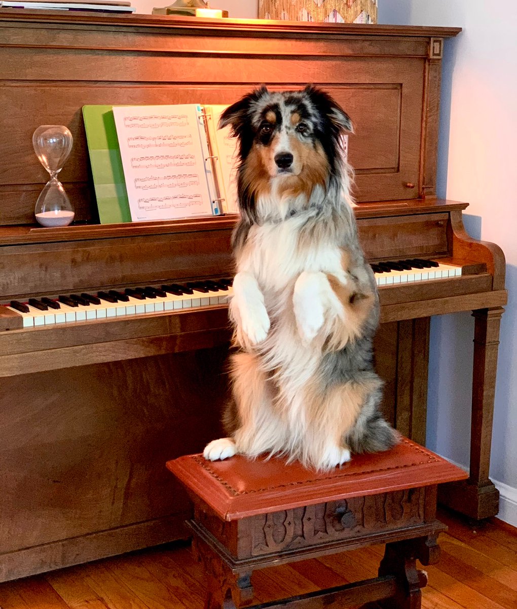more_piano's tweet image. "Can we have another #piano lesson?" Watch how Moja, the piano dog learned to play the key, C. I couldn't believe she actually did it. You can see the video on our instagram @pianoandmore #pianodog #pianoisfun #practice #student #motivation #instagram