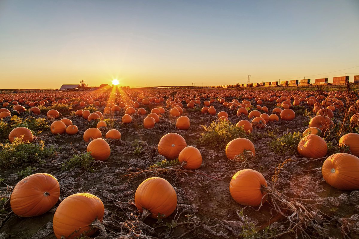 Canada's tweet photo. Looking for a fun #FallActivity? A visit to a pumpkin patch is sure to be a gourd time! #DYK Norfolk County farmers in Ontario produce 38% of pumpkins grown in Canada and are known to host the largest pumpkin patch across the country? Check out your local patch and get picking๐ https://t.co/FeSCF14vep