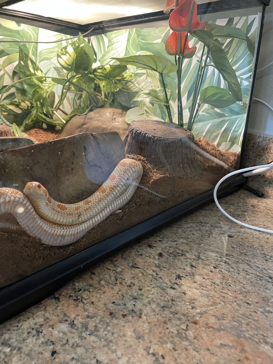 leleach87's tweet photo. @OKWildlifeDept I have a pet hognose. He weighs less than 100 g and acts like he’s going to attack every time I clean his enclosure or refill he water. He is darkness, he is danger. https://t.co/QTSOHPVx1B