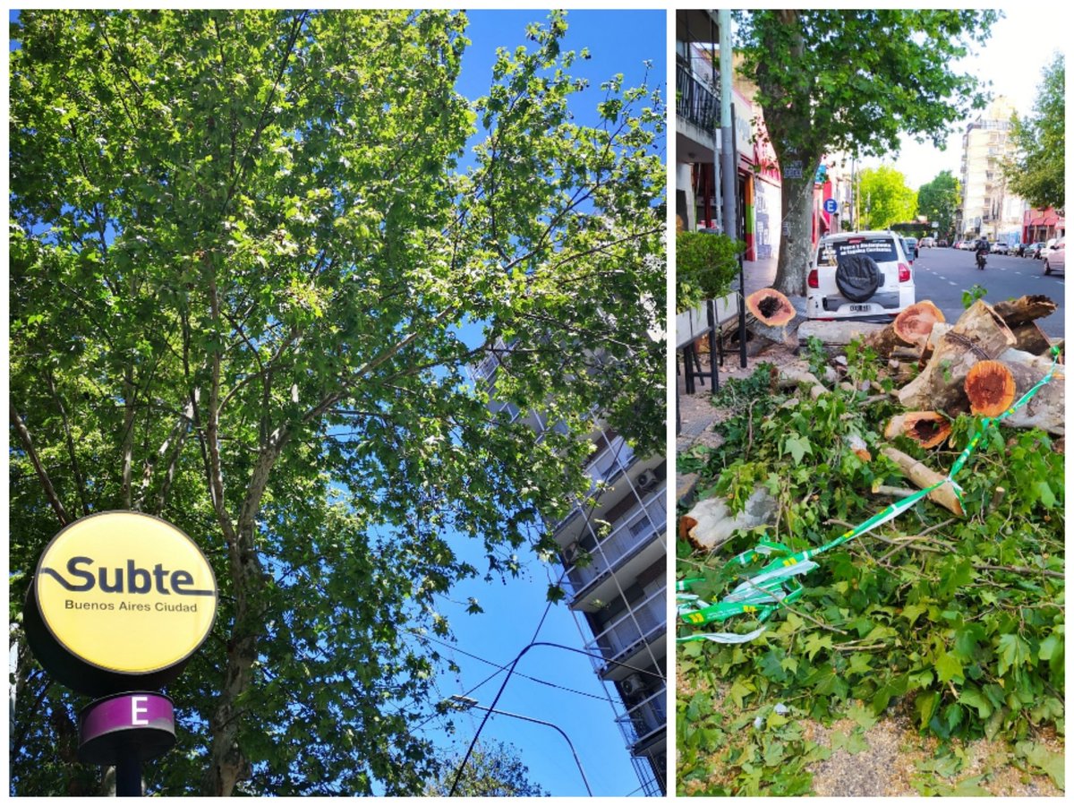 EspaciosVerdesV's tweet photo. En San Juan y Boedo, esquina emblemática de nuestra Comuna, ayer se destruyó un árbol impunemente. @SebasPerdomoBa  desconoció la opinión de expertos y el pedido de los vecinxs. Esto se tiene que terminar. Hay que cuidar todos los árboles. @bastademutilar https://t.co/Hpj1CmzitM