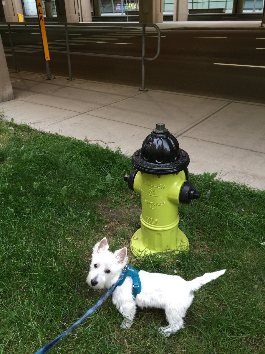 MelanieSouthern's tweet photo. Seeing areas of an airport that I never knew existed thanks to a puppy #WestieLove https://t.co/FDvvdHUpg3