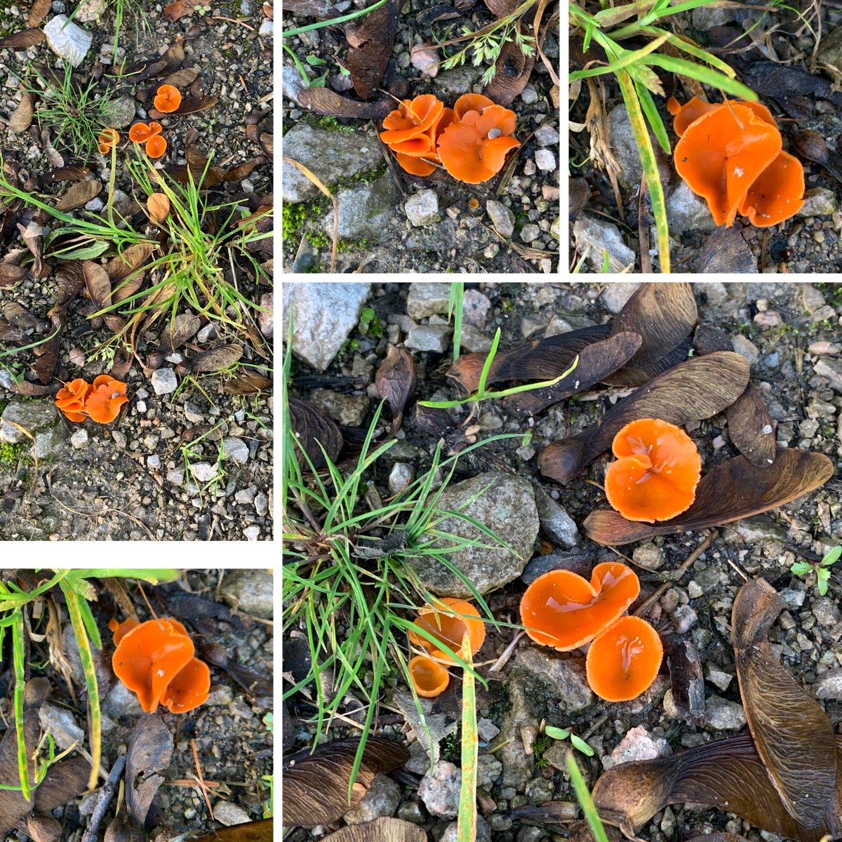 There is no mistaking Orange Peel fungus (Aleuria Aurantia) other than for orange peel on the path. #fungi #pooleybridge