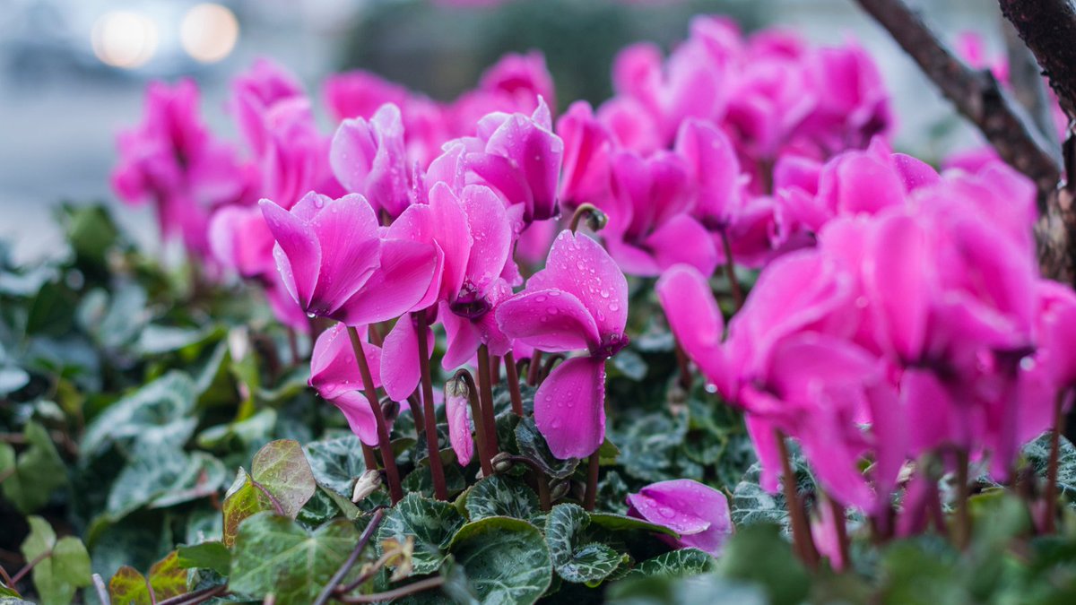Happy #FridayFlowers! Today it's all about Cyclamen - a lovely, tuberous perennial that provides an abundance of colour when there's often little else flowering!🌺
#flowersonfriday #autumn #plantoftheday #flowerphotography #natural