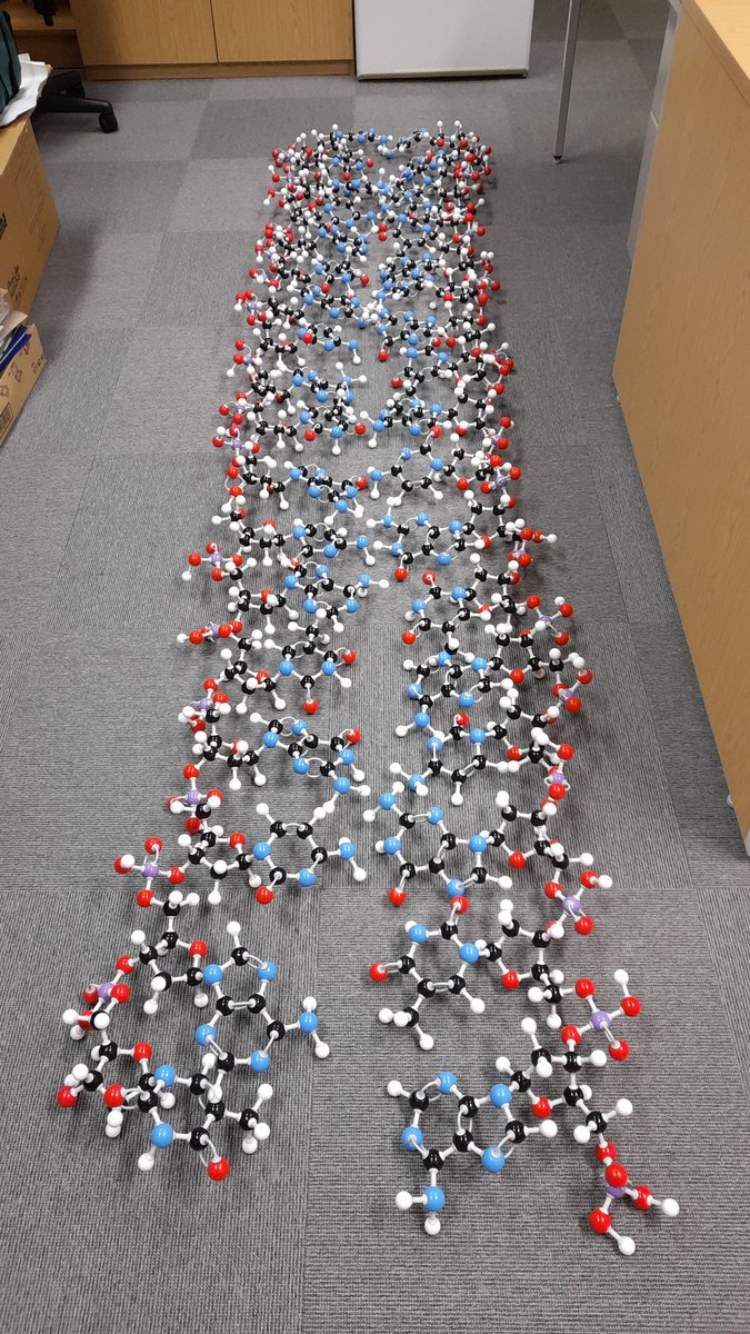 sarahthephd's tweet photo. Almost all ready for tomorrow's @UniofGreenwich open day, @FESGreenwich's extended year students built some double stranded DNA which will be on display somewhere where you can talk to science programmes! #biology #biochem #molymod @ForensicsGRE @GreenwichChem https://t.co/TBoavCI6PF