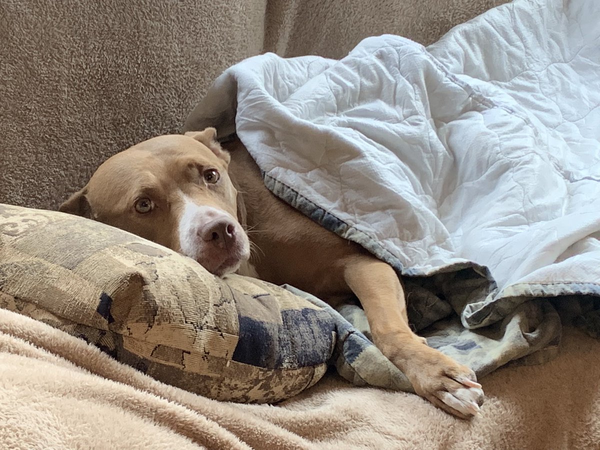 redbootsbaby's tweet photo. Camping is exhausting. #prettypitty #misshoney https://t.co/G4akmCEOVJ