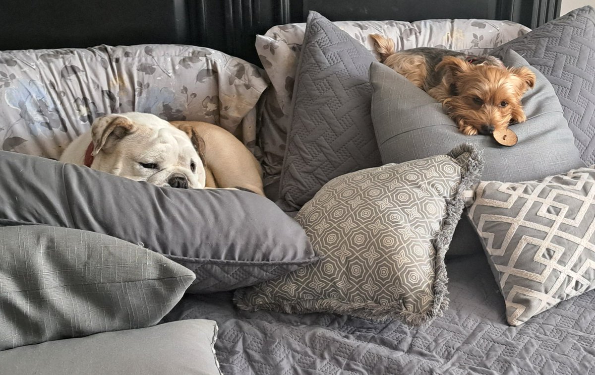 drwork47's tweet image. Our dogs have a great life.