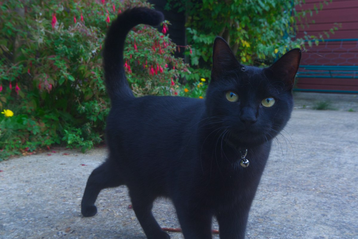 One of the shots I took today of one of my cats first time outside