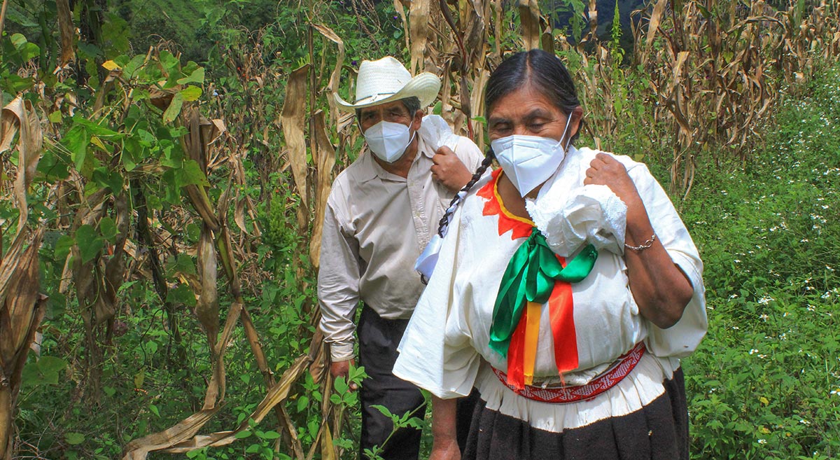 🌽 🇲🇽 Productores de #Oaxaca tratan de cambiar el panorama del #maíz, sembrando maíces nativos o criollos, como base de la nutrición en sus comunidades.

Más información aquí:
➡ bit.ly/3TdUklR

#DiversificaNutreVincula
#WalmartFoundation
<a href="/GobOax/">Gobierno de Oaxaca</a> 
<a href="/CIMMYT/">CIMMYT</a>