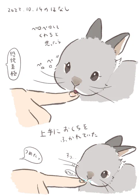 今日のrabbit…
#うさぎのいる生活 