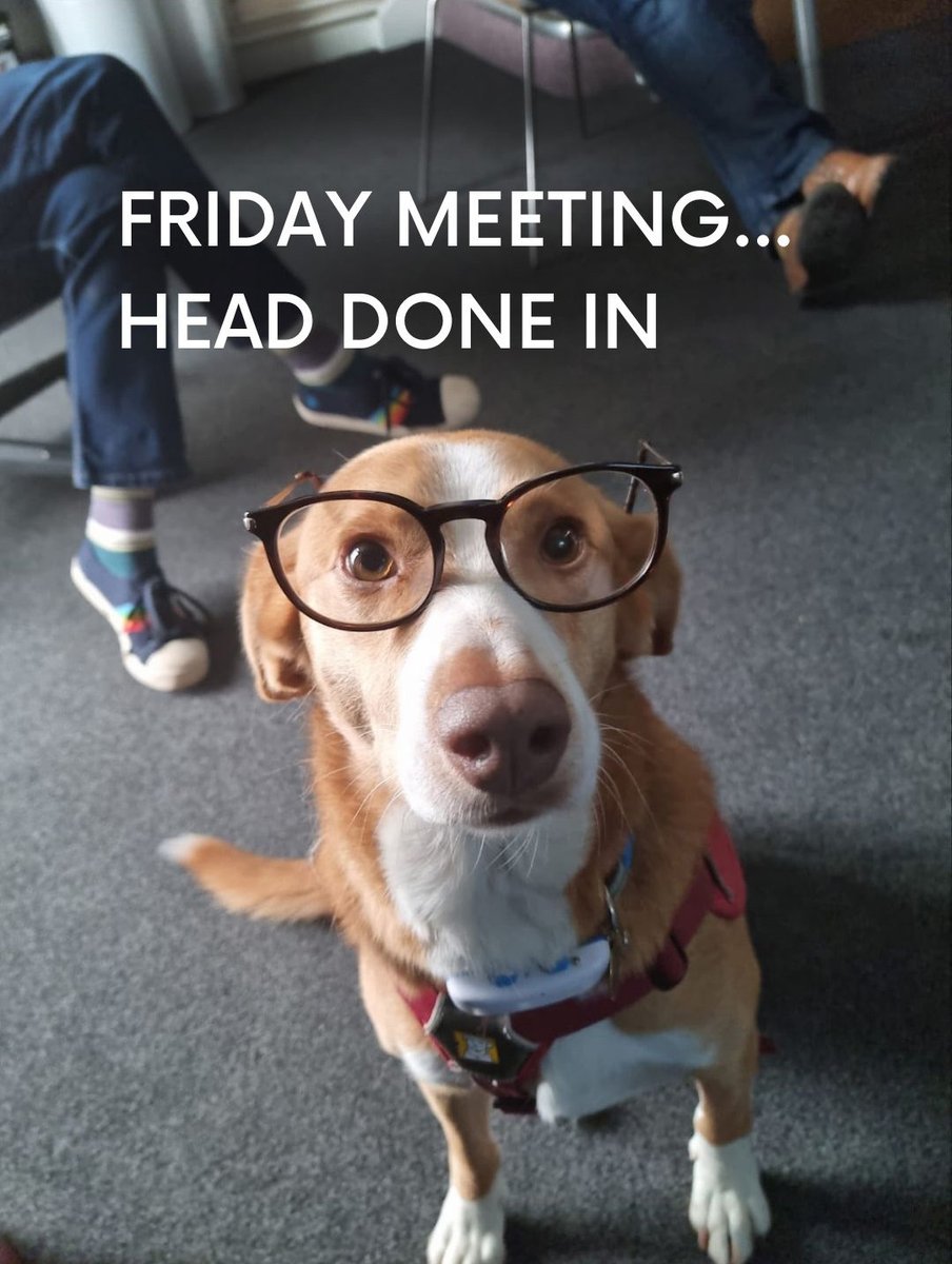 PageOneMediaUK's tweet photo. Awww studio dog, we feel your pain! #officedog https://t.co/pzpXESxyzC