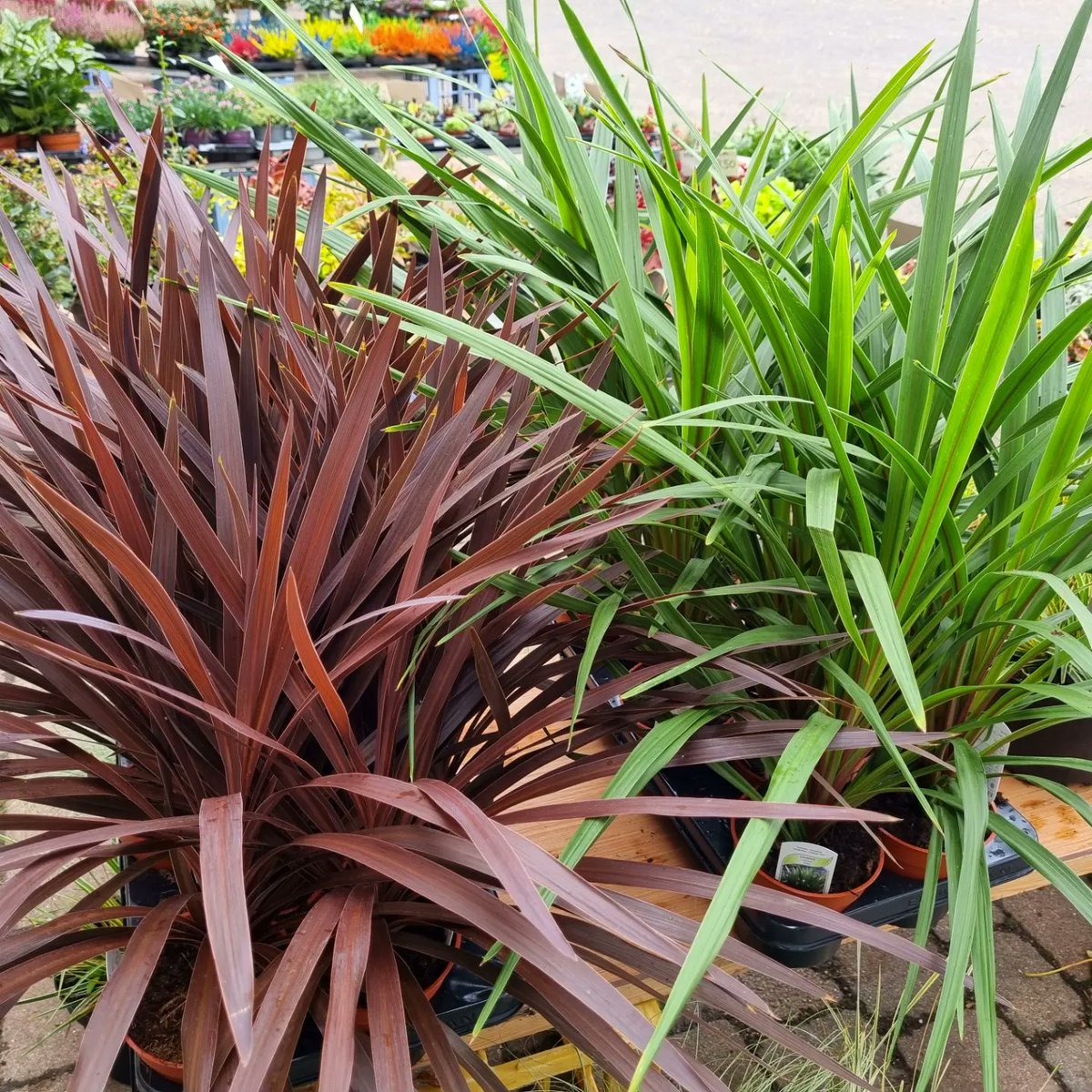 NomadicNursery's tweet photo. Cordyline australis 'Peko' &amp; Red Star' another edition to the stall! 
Beautiful palm-like evergreen, also know as a 'Cabbage Tree'

#crystalpalace #crystalpalacepark
#shopse19 #se20 #se19 #se26 #se4 #se23 #se6 #crystalpalacetriangle #beckenham #penge #anerley #bromley #sydenham https://t.co/2HjAMtY6Qt