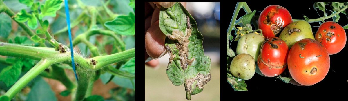SyngentaZW's tweet photo. Learning how to recognize pests is 1 of the 1st steps to being efficient
Can you identity the pest👇🏽
It is a destructive, it attacks plants like🍅&🥔, damaging plants mainly by feeding on the leaves, giving it the name #TomatoLeafMiner
A farmer can use #PlesivaStar to treat it. https://t.co/m69lbZSG7E