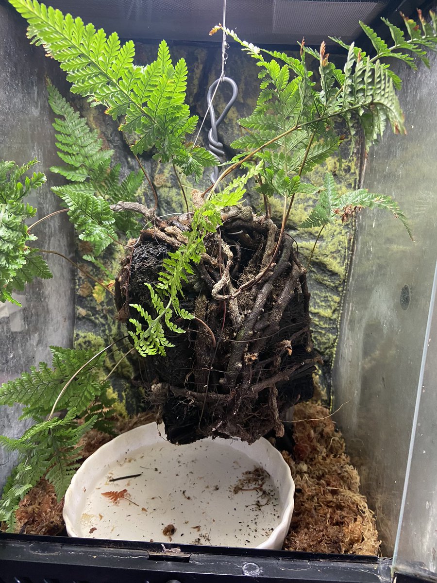カジカのケージを簡易的な感じに変更〜🐸