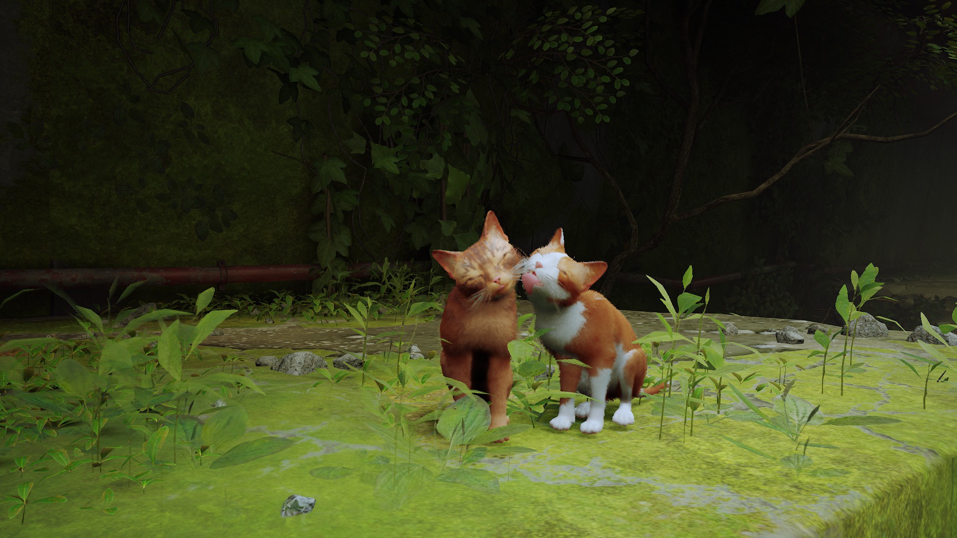 Alpha Hannah ๐ค๐ค๐ on Twitter: "I finally got Stray last night and I