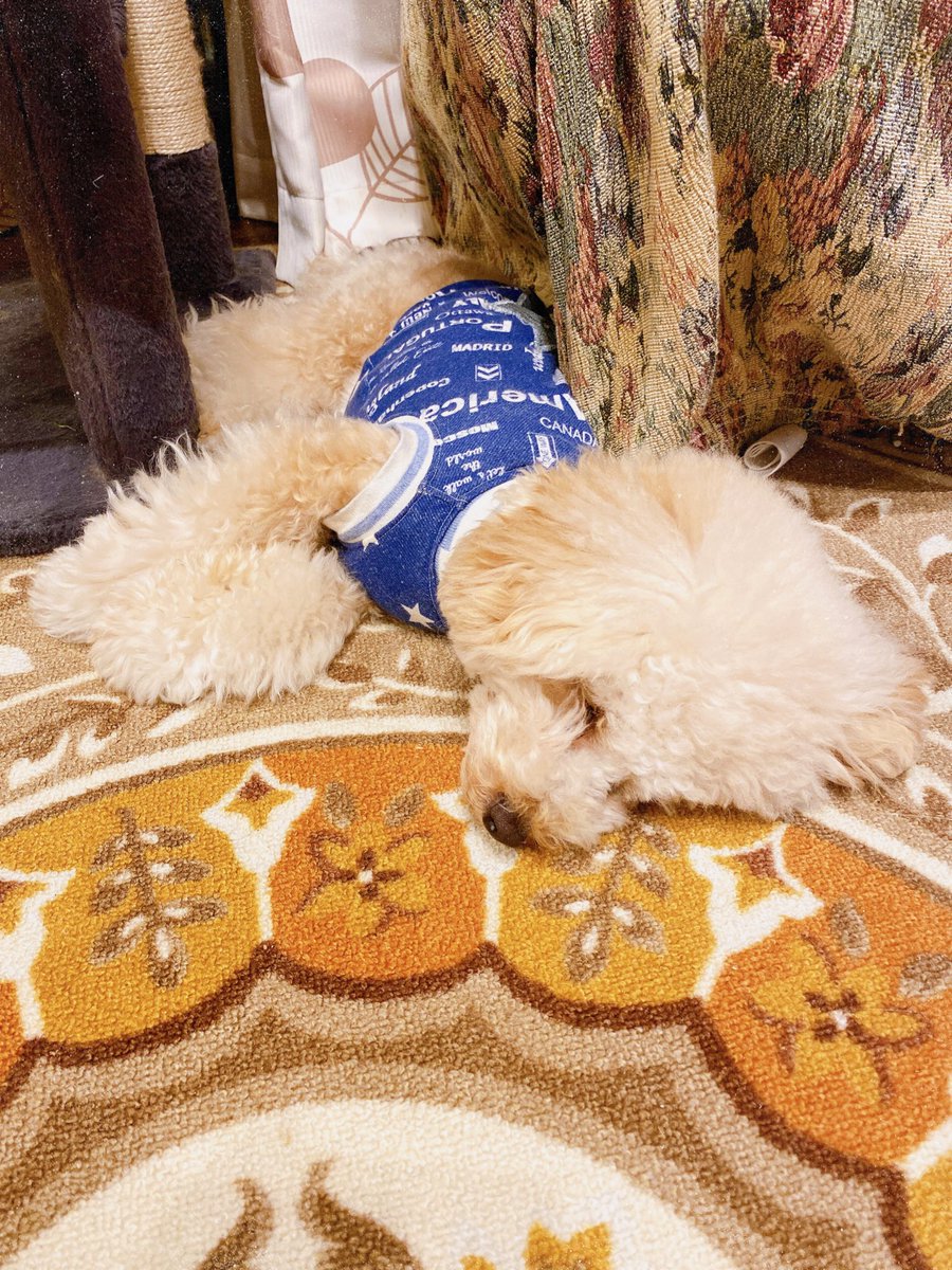 トイプードル1歳4ヶ月