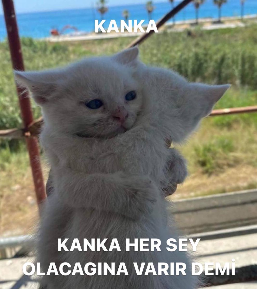 , (@neysesakinim) on Twitter photo 