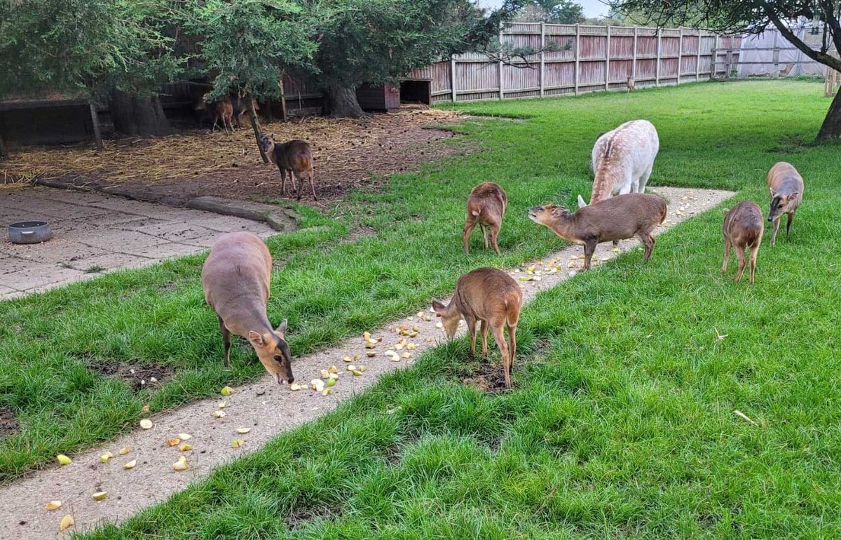 Thank you to everyone who has been bringing windfall apples for the animals. They are being enjoyed by horses, pigs &amp; deer. We are still very pleased to accept them and they can be brought to Hillside Shire Horse Sanctuary at West Runton or Hillside Animal Sanctuary at Frettenham