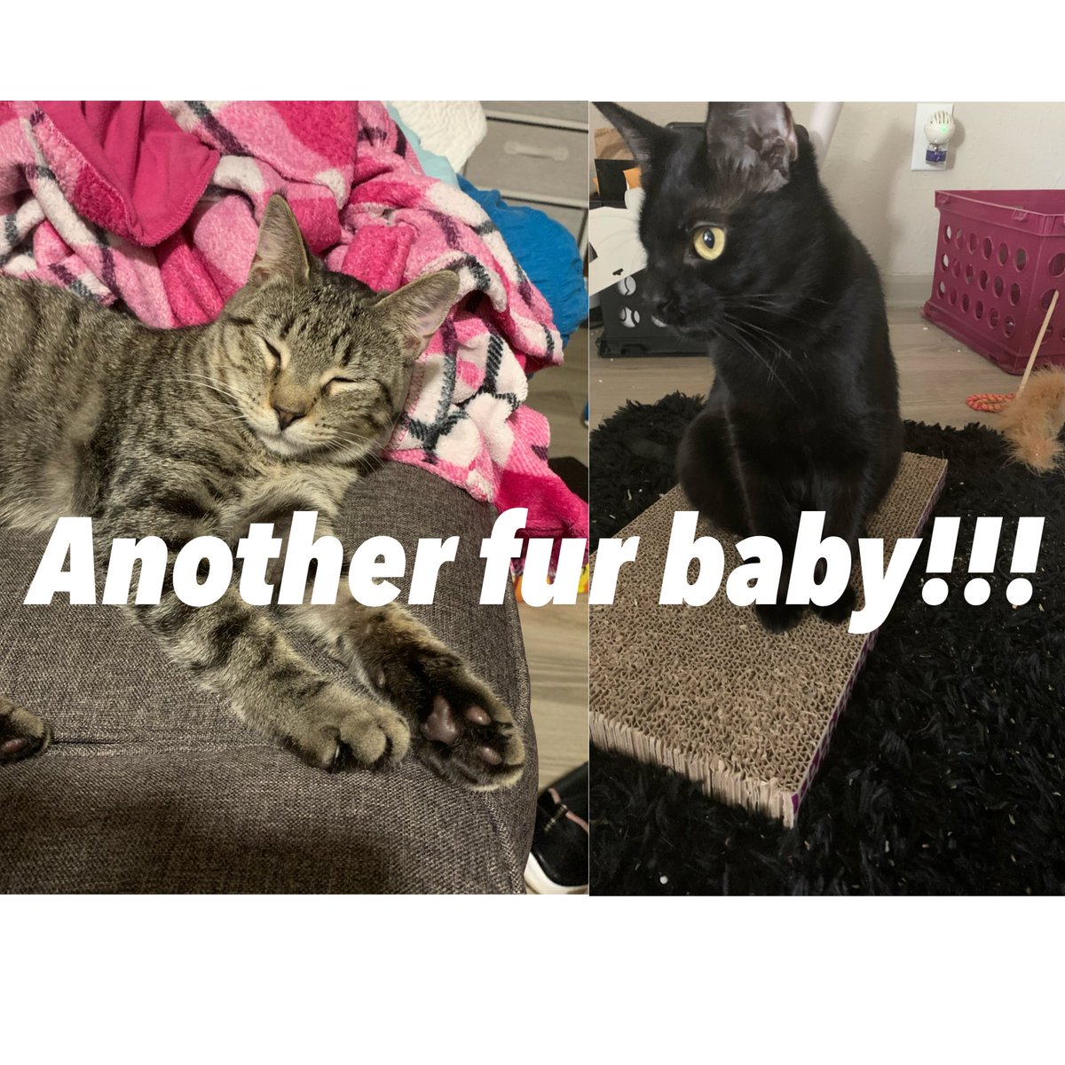 CyneasIdeas's tweet photo. I got another cat! #Vlog is up on my #YouTube channel and link is in the bio! https://t.co/0gdl79YJfl #vlogger #youtuber #subscribe #viral #contentcreators #smallyoutubercommunity #smallyoutubechannel #share #cats #cat #pets #CatsOfTwitter #tabby https://t.co/Sdh4nGVAws