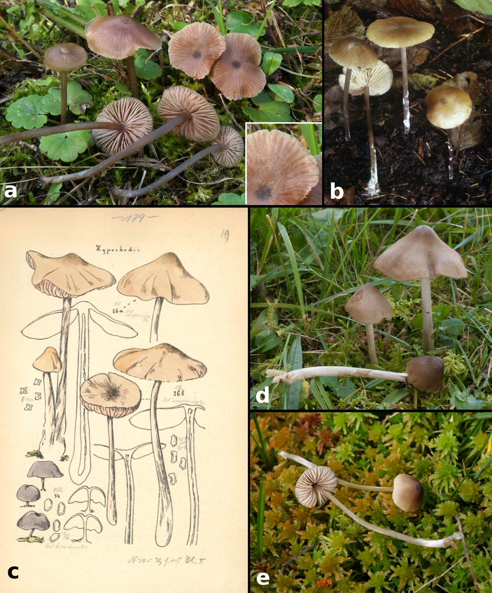 This #FungiFriday check out this study from Reschke et al. collaborating with Kew mycologist Alona Yu. Biketova. Using a combination of multi-gene sequencing approach and morphological characters to examine species in the genus 𝘕𝘰𝘭𝘢𝘯𝘦𝘢. ingentaconnect.com/content/nhn/pi…