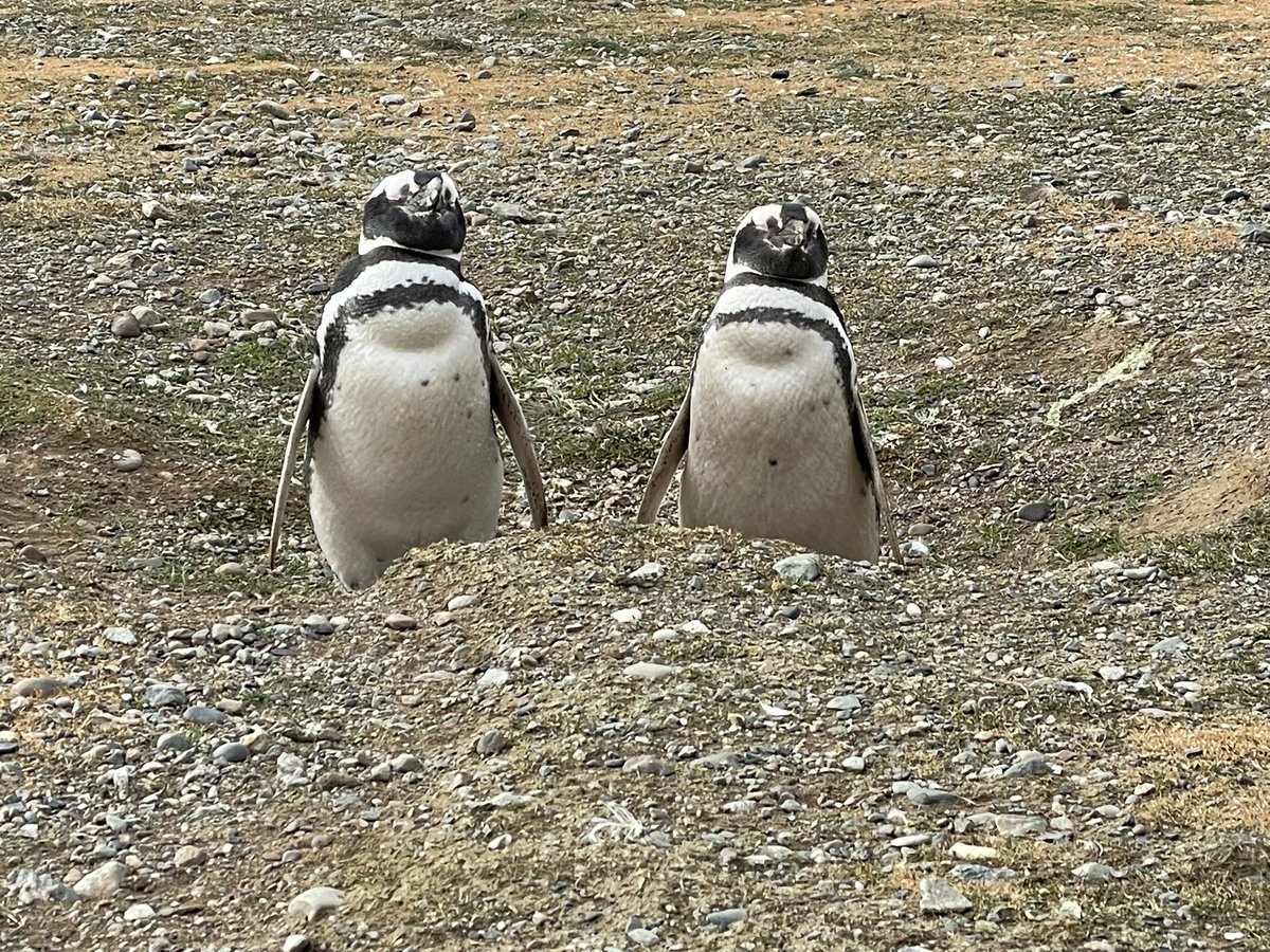 Sharon Ben-Or tweet media