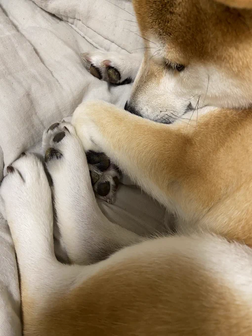 パワースポット 犬の足が四つ集まる場所 