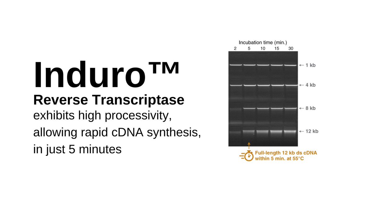 NEBiolabs's tweet photo. Our Induro™ Reverse Transcriptase offers a new class of performance as a group II intron-encoded RT to support your direct RNA sequencing and long read cDNA sequencing workflows. Learn more at https://t.co/JrbtYKtJzf https://t.co/tae6NERvzq