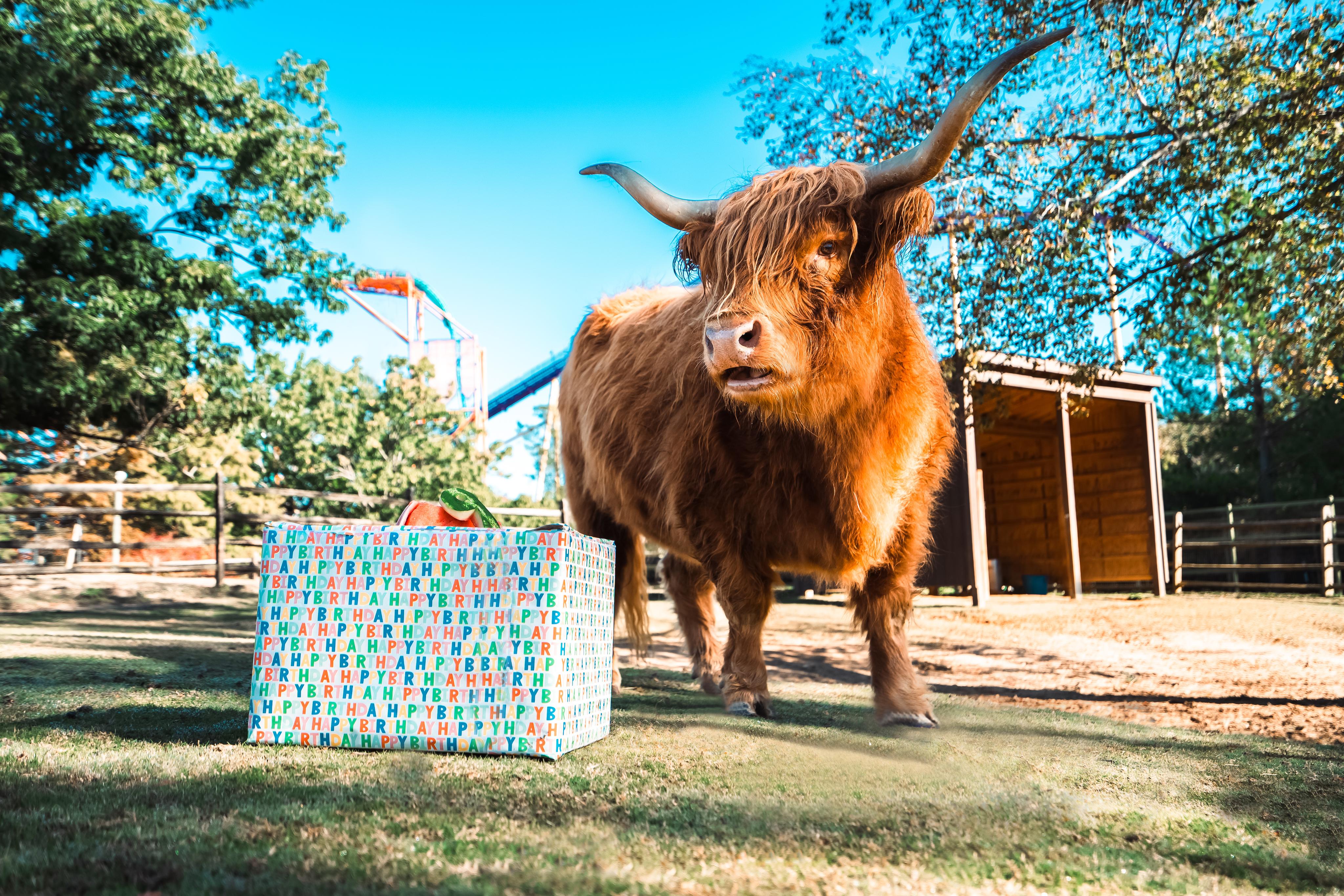 Scottish Highland Cattle  Busch Gardens Williamsburg