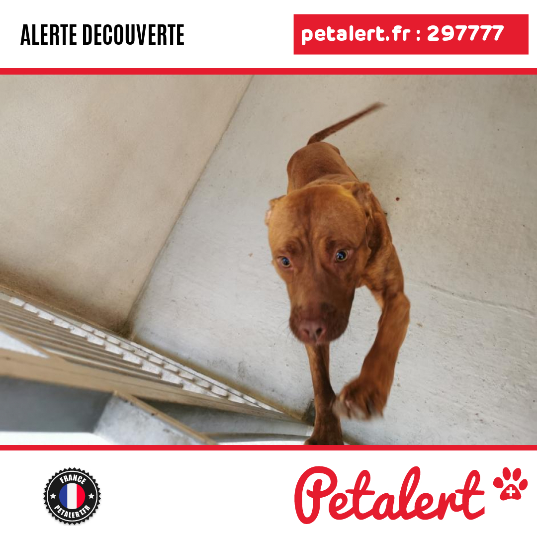 petalert_france's tweet photo. Trouvé #Chien #Yvelines #MareilMarly #Petalert  #PetAlert78 / https://t.co/gIRo8iH3N3 https://t.co/2YMwunPjxj