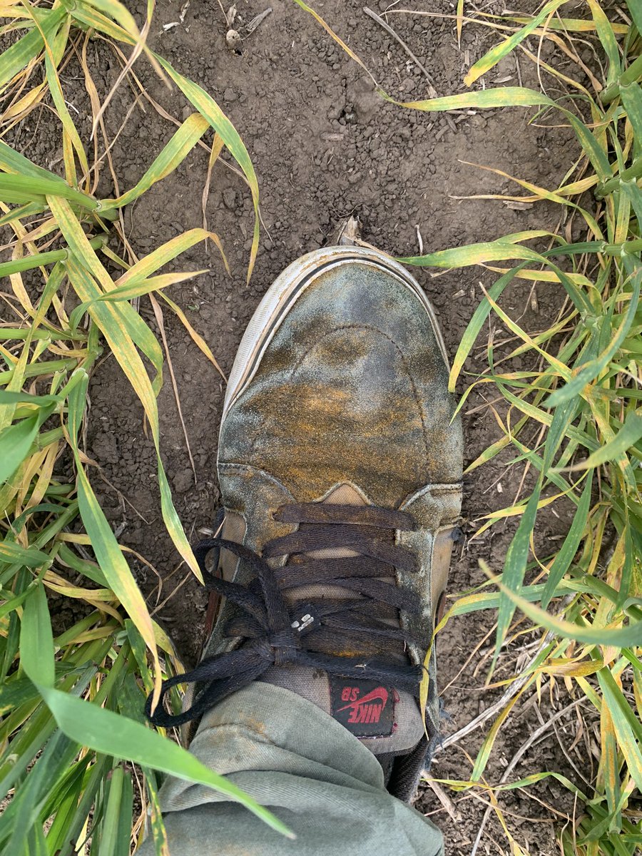 -Y cómo está de roya? Esta para aplicar ? 
-La roya: