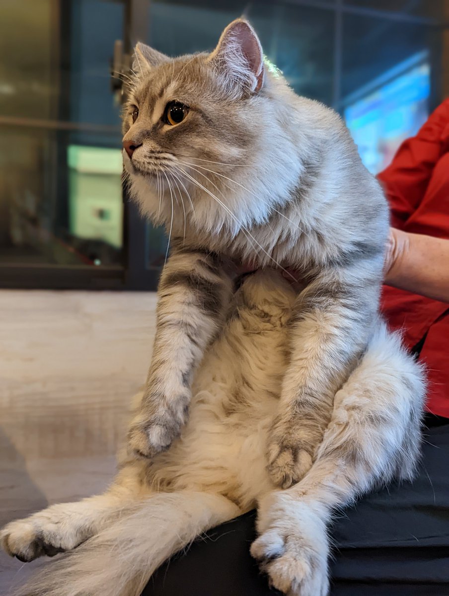 fumimonchhichi's tweet image. ガレージCafeのモノコックさんへ､今日は愛車のシルビアで行ってきました🚗³₃

美味しいコーヒーだけでも充分癒されるのに､可愛いサーベリアンの飼い猫ちゃんまでナデナデさせていただきました🐱💕

((  '-' )ﾉ"ﾅﾃﾞﾅﾃﾞﾅﾃﾞﾅﾃﾞﾅﾃﾞﾅﾃﾞﾅﾃﾞﾅﾃﾞ💕

#monocoque