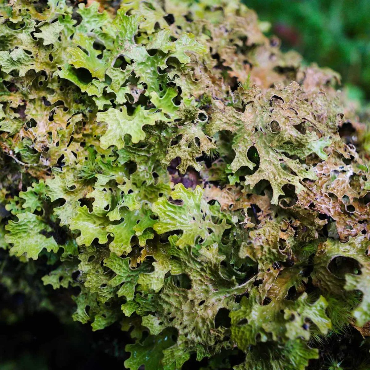 If you see this lichen, you know you're in ancient woodland✨ Here's some incredible lungwort growing in an #AffricHighlands forest. Traditionally used to treat lung disease, this appropriately named lichen likes damp conditions and clean air. ⏩ treesforlife.org.uk/into-the-fores…