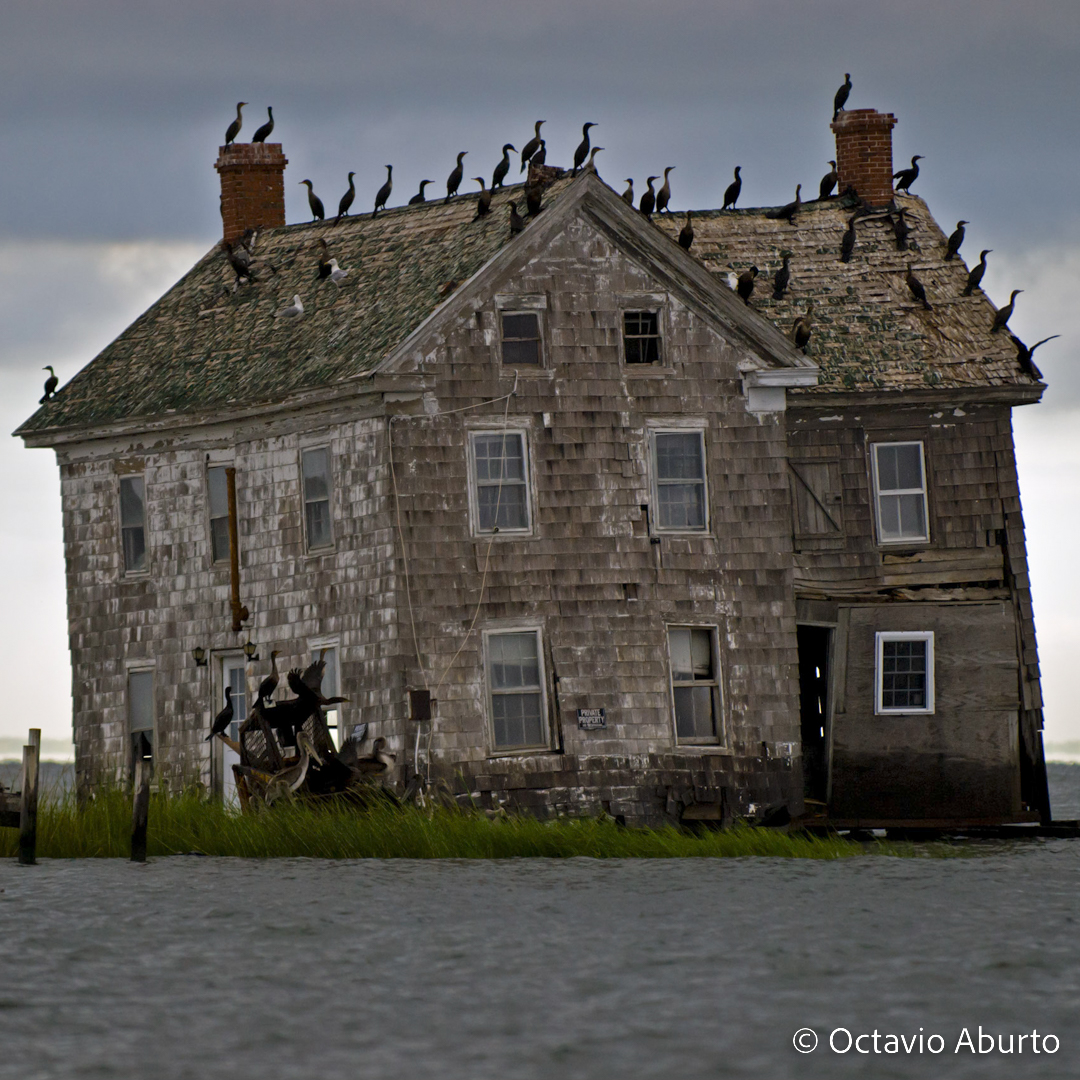 RedFaro1's tweet photo. Esta imagen prueba los efectos del calentamiento global. Se trata de una foto captada por el integrante de Red Faro @octavioaburto en Holland Island, Maryland. La región se muestra hoy abandonada debido al incremento del nivel del mar por efecto del calentamiento global. #Redfaro https://t.co/QcDjEyoQLu