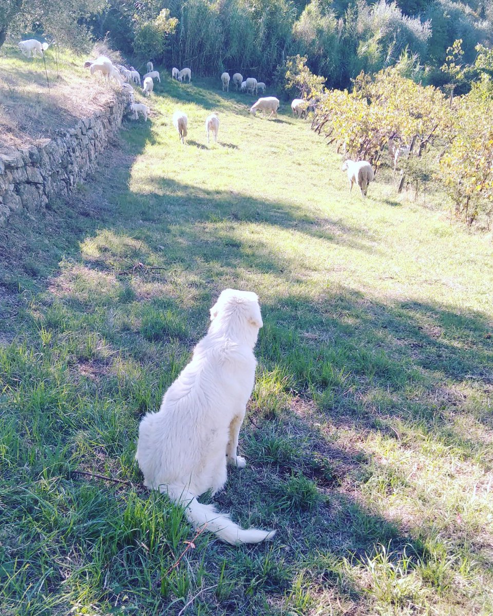 valledelsasso's tweet photo. Buon fine settimana Amici ☀️🍂🍄 #toscana #tuscany #valdisieve #autunno #fall #autumn #autumnnails #weekend #finesettimana #venerdi #friday #fridaymood #campagna #country #countryside #countrylife #countrystyle #fattoria #farm #farmlife #contadino #contadini #farmer #farmers #top https://t.co/IQMEpJKsj2