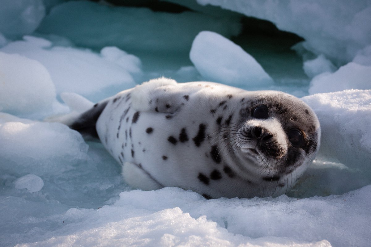 univofstandrews's tweet photo. World-leading research from @_SMRU_ will feature in the final episode of @BBCOne’s Frozen Planet II.

The episode will feature @JamesGrecian discussing SMRU’s work to understand the impact of climate change on the migration of harp seals.

📺  @BBCOne, Sunday, 8pm.

#EverToExcel https://t.co/0DViyEY78K
